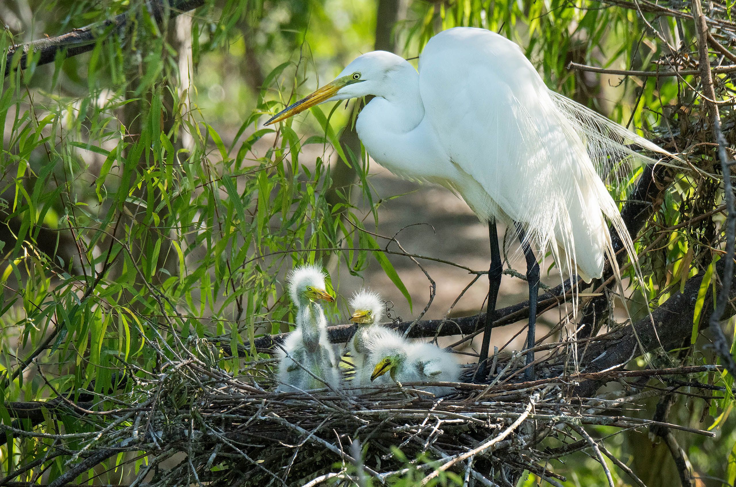 Egret Hatchlings