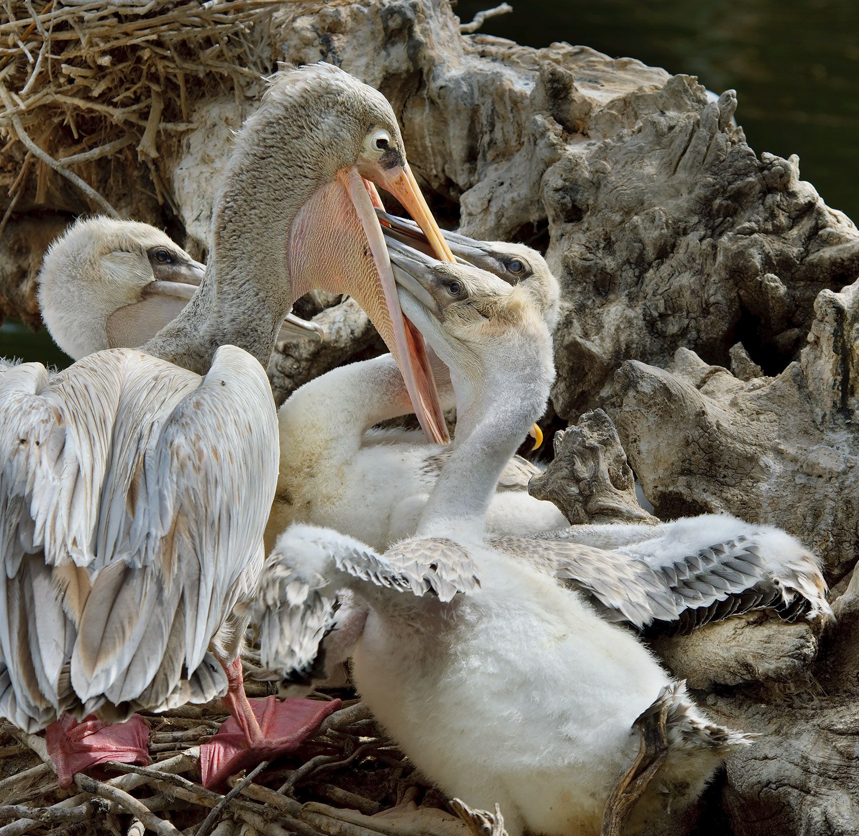 Pink-backed pelicans 4 sRGB.jpg