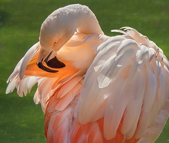Flamingo 4.3 sRGB.jpg