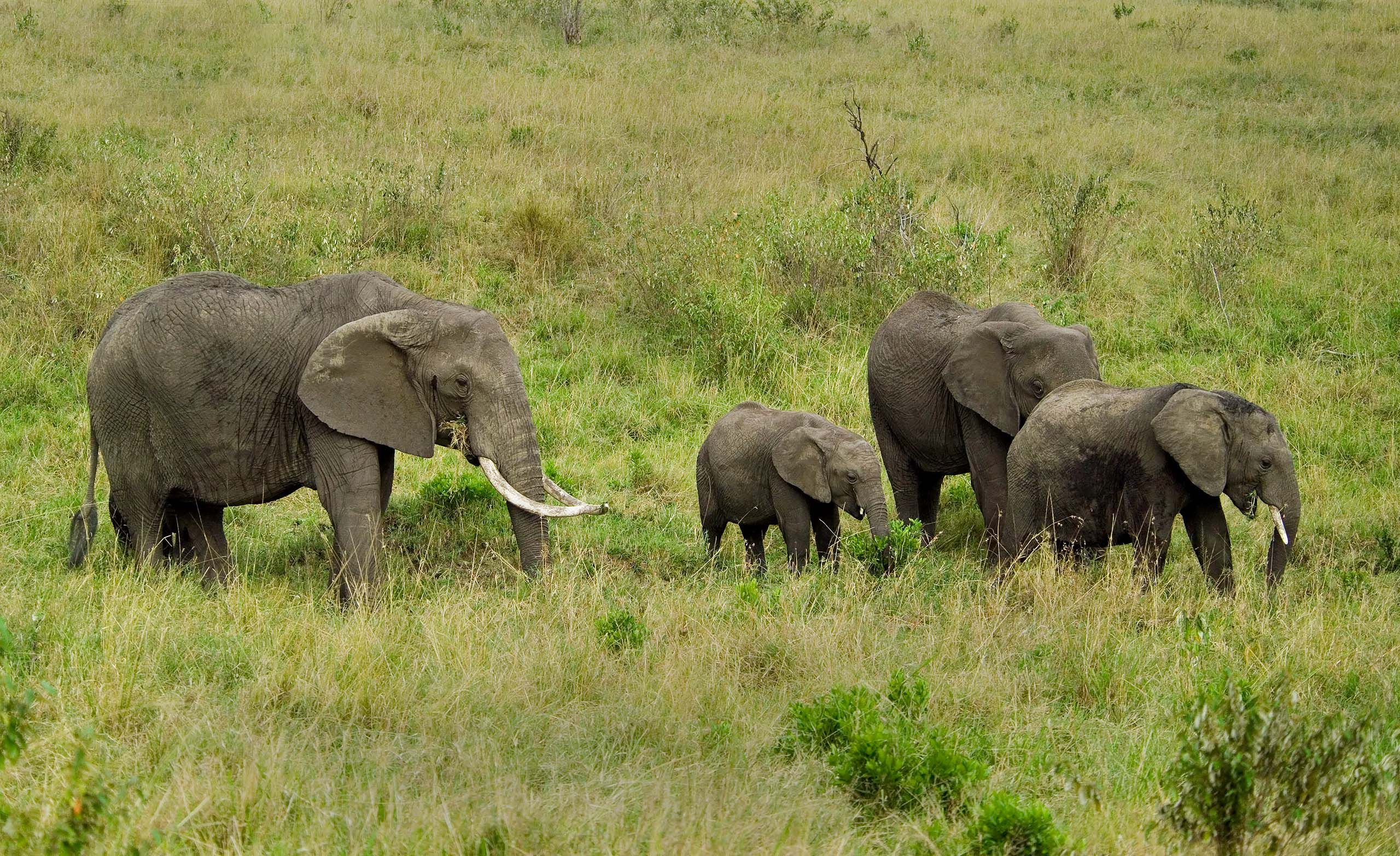 Elephants 1 sRGB.jpg