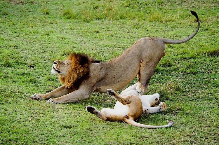 Lions 9