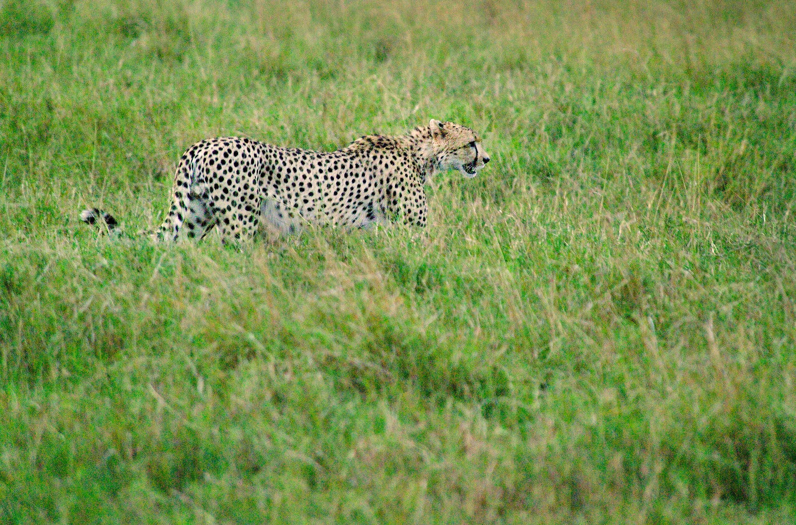 Cheetah 1 sRGB.jpg
