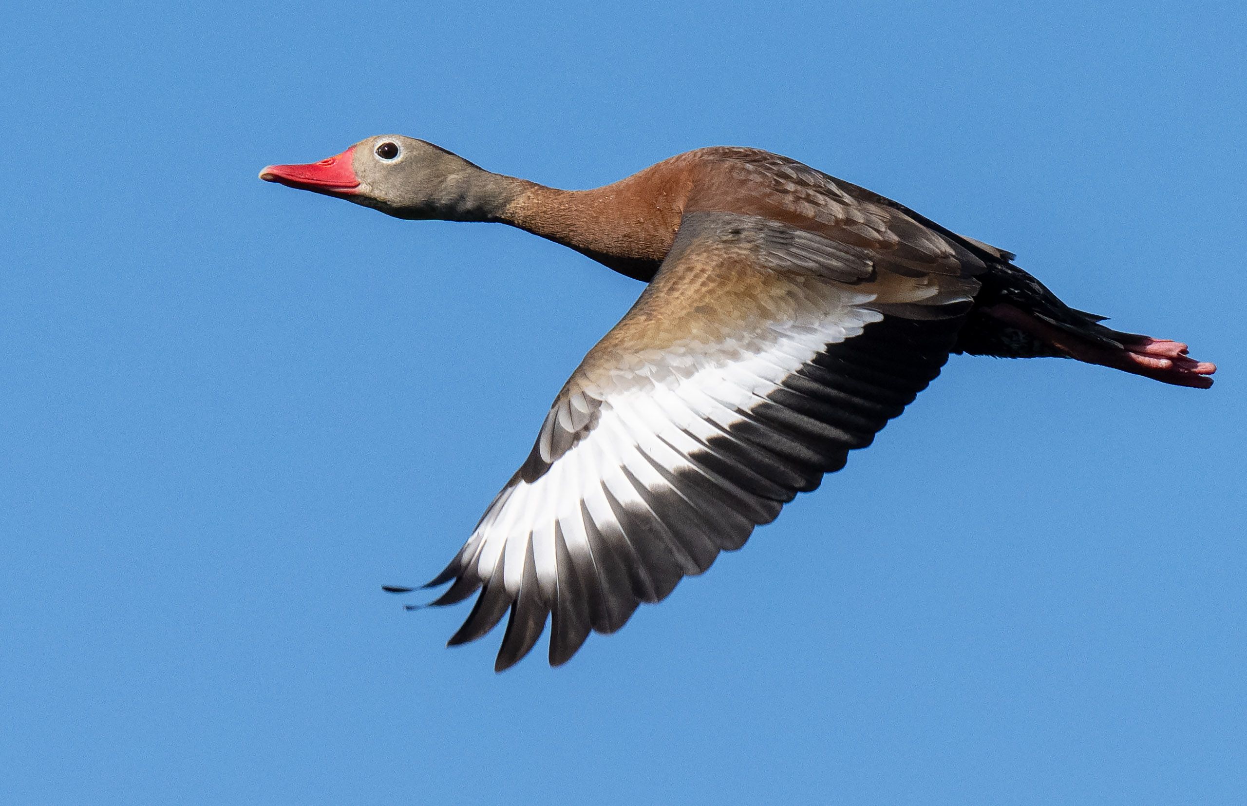 Black-bellied Whistling-duck