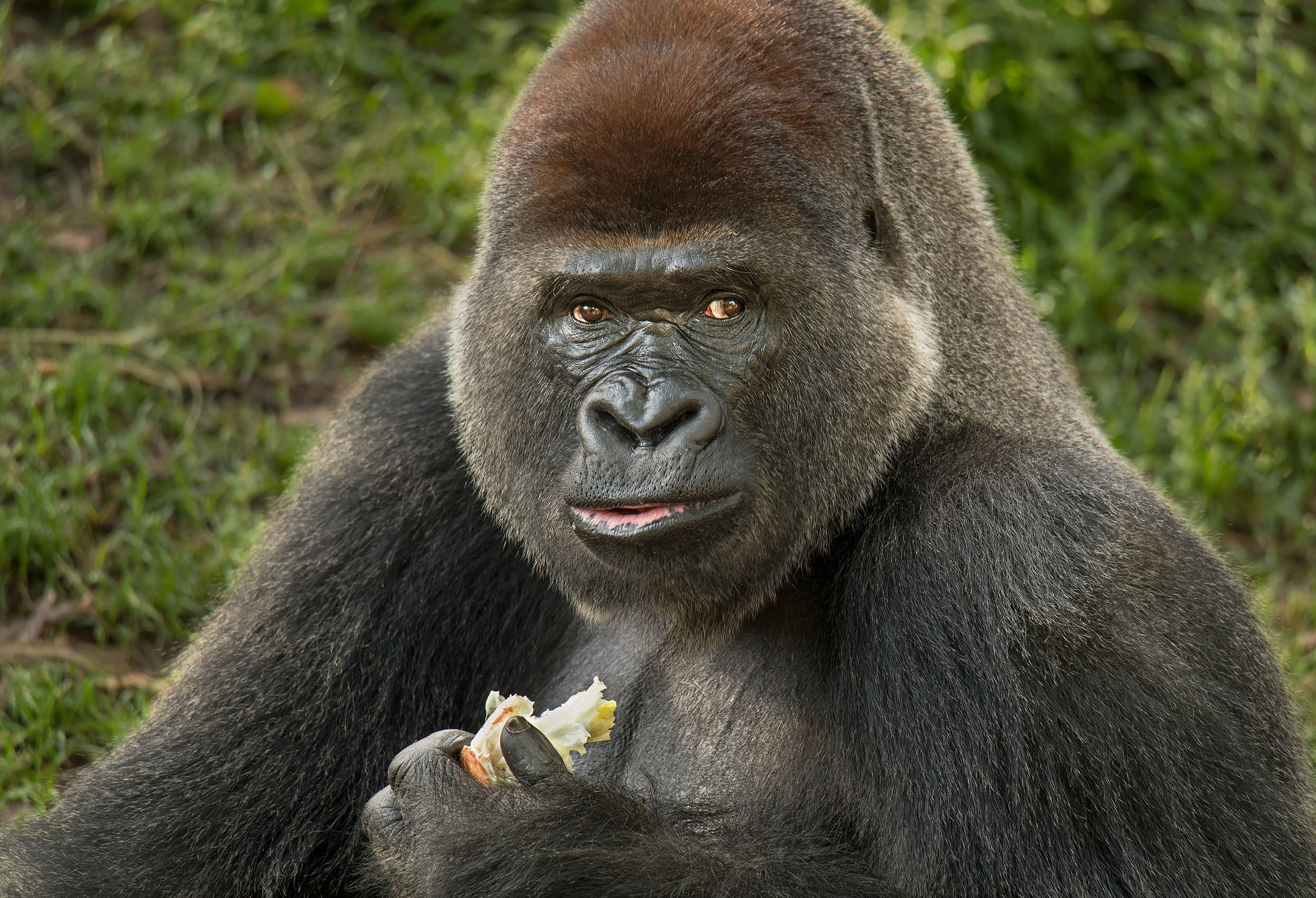 Lowland Gorilla 1 sRGB.jpg