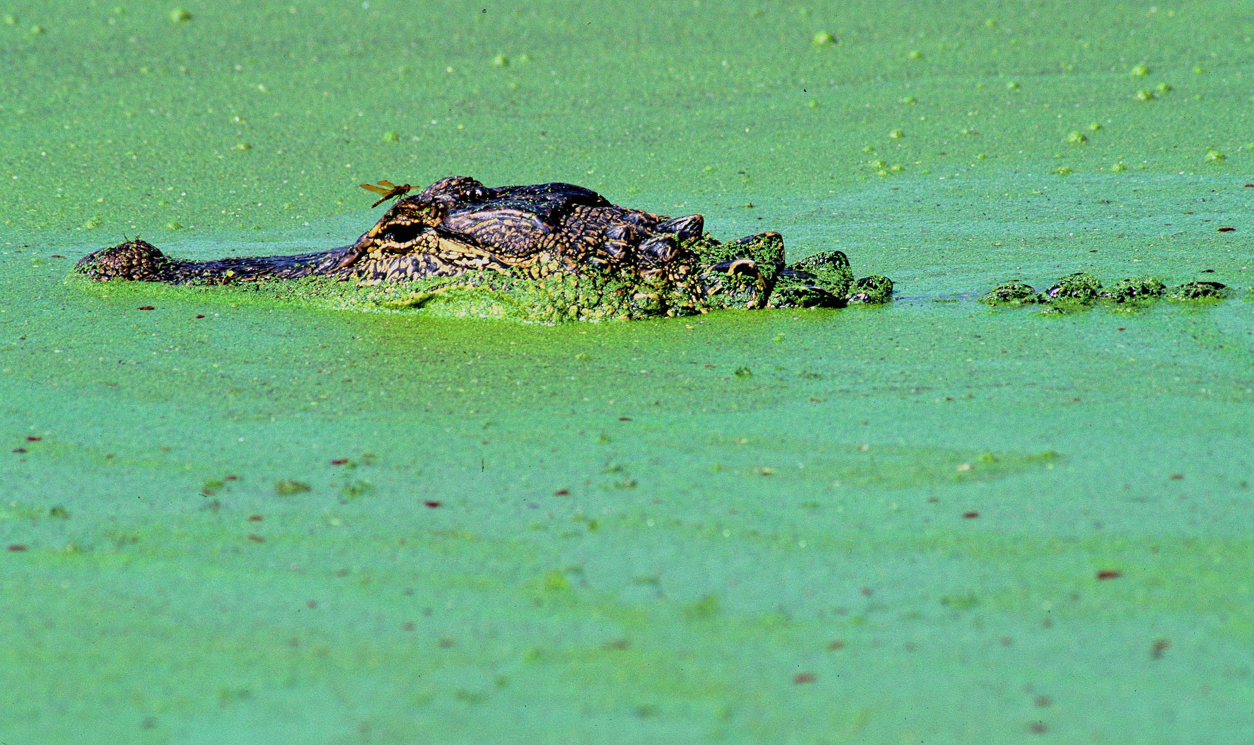 Alligator Soup