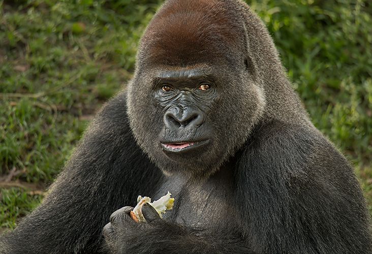 Lowland Gorilla sRGB.jpg