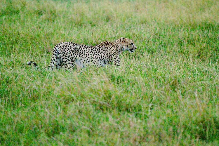 Cheetah 1 sRGB.jpg