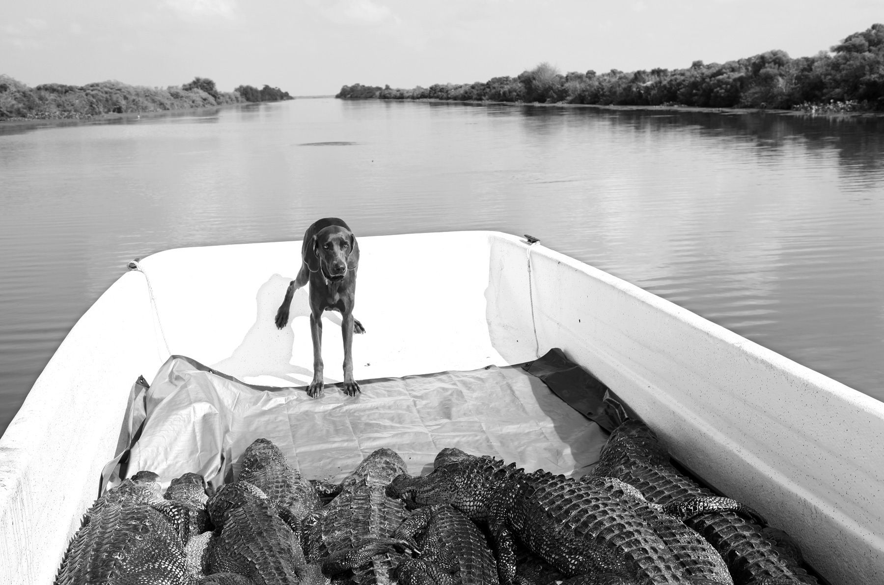 Jade and the Gators, near Delacroix, 2011