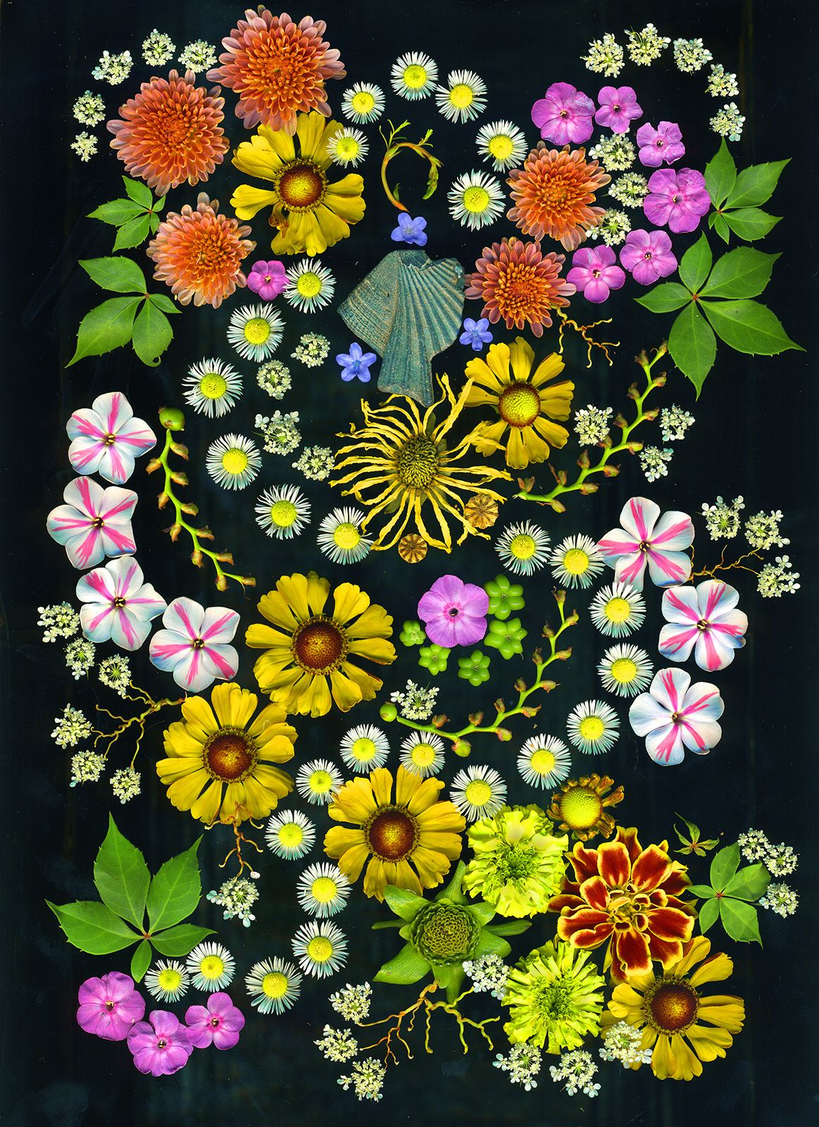 Helenium, angel shell, Laura phlox