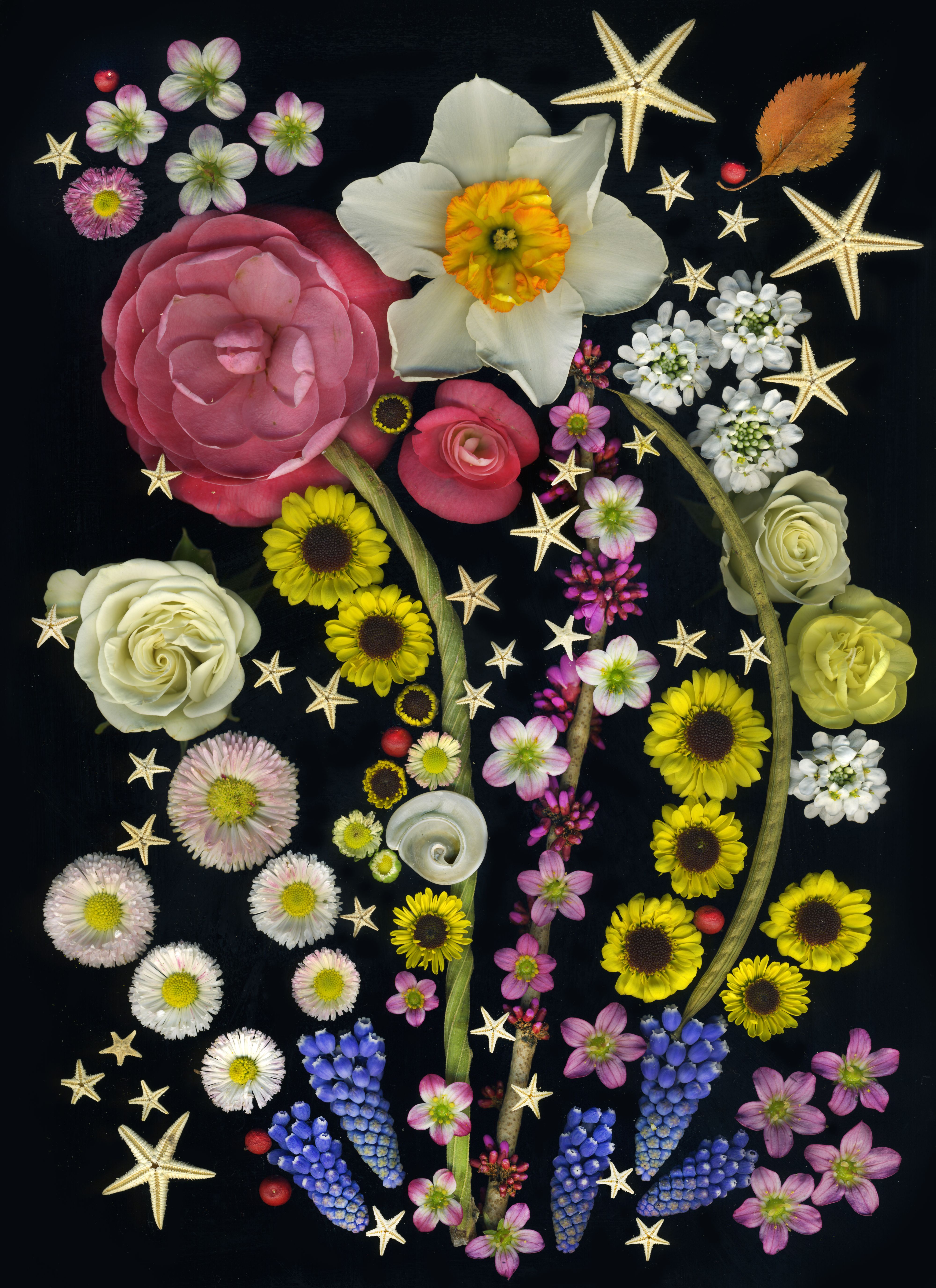 three stems, starfish