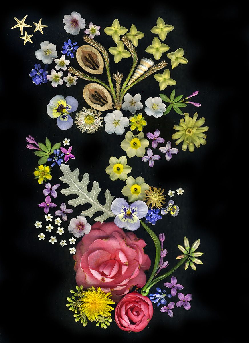 Camellia, violet, jonquil