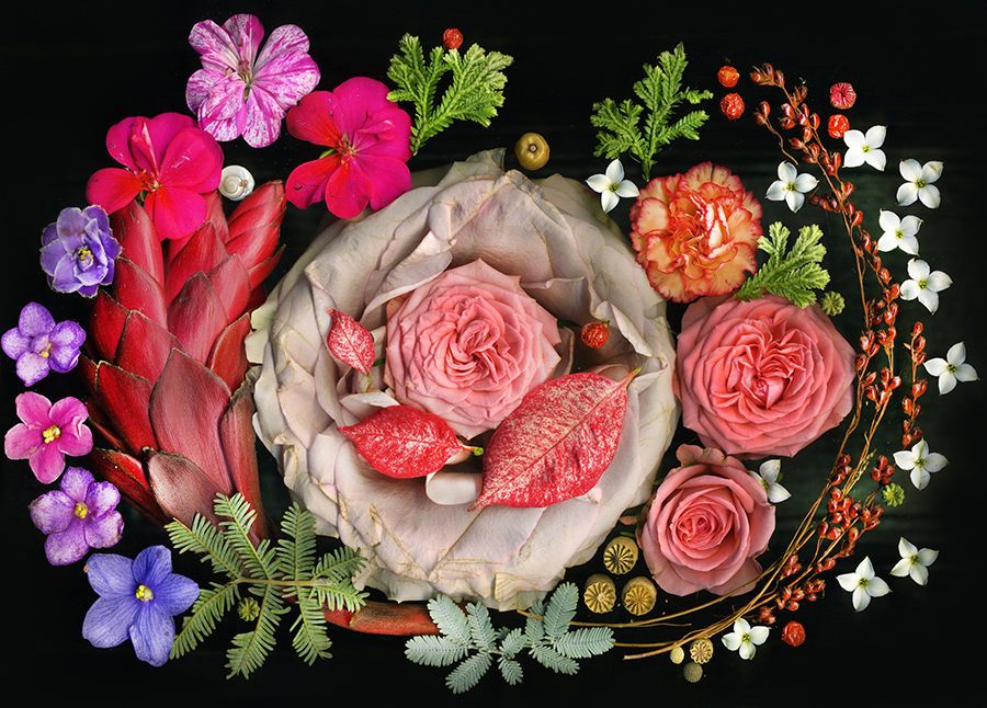 1lo_res_ginger_african_violets_roses_kalanchoe_horizontal_copy