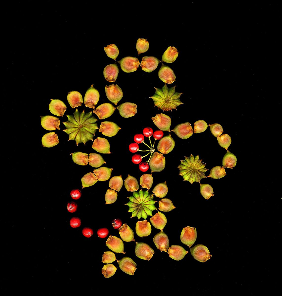 Chinese anise, berries