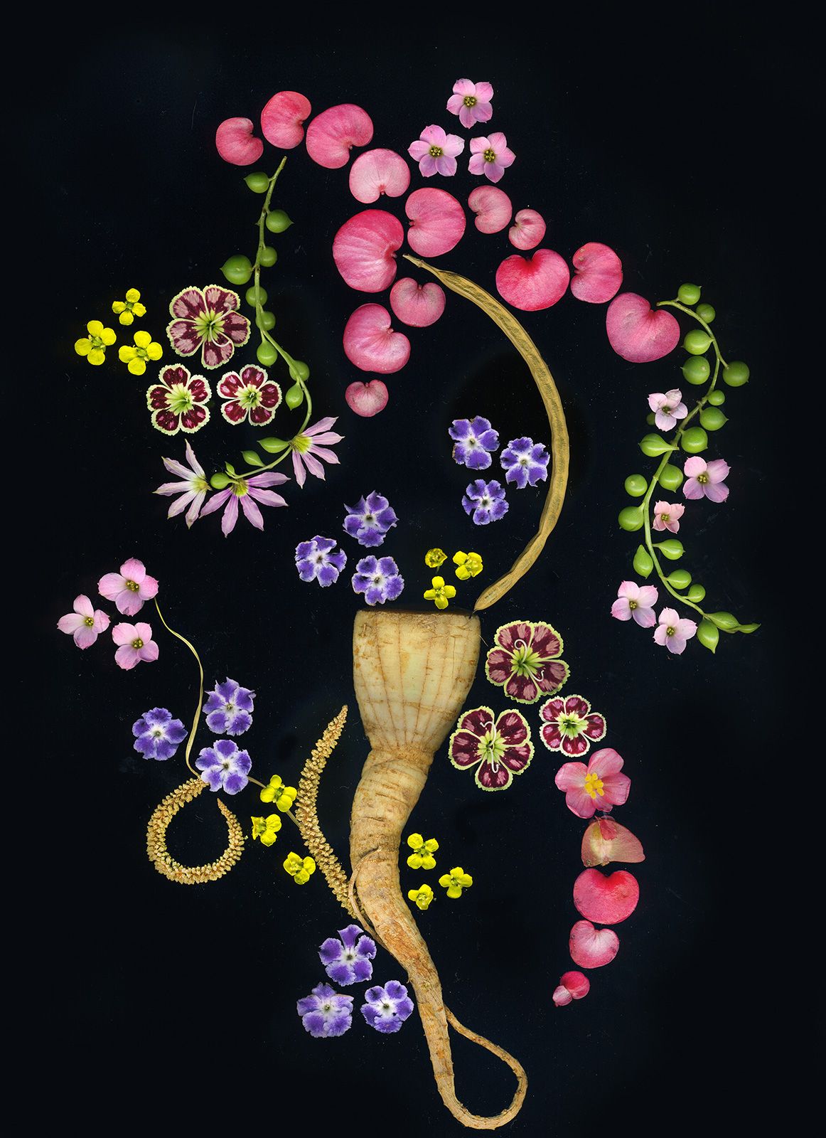 Parsley root, begonias, dianthus