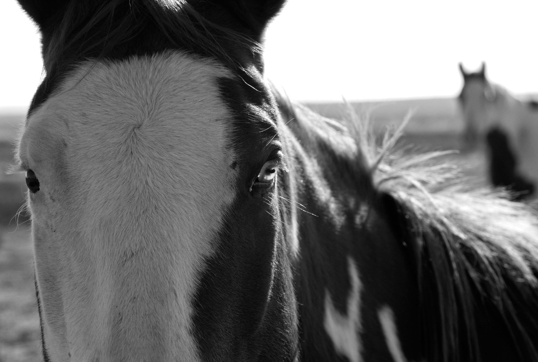 wild horses near Big Bend, Texas