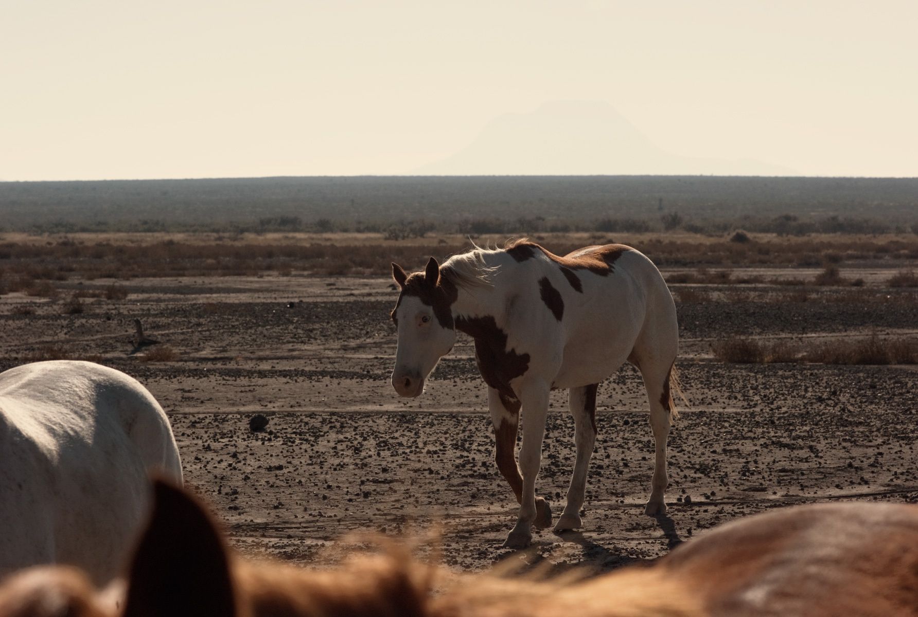 wild horses near Big Bend, Texas