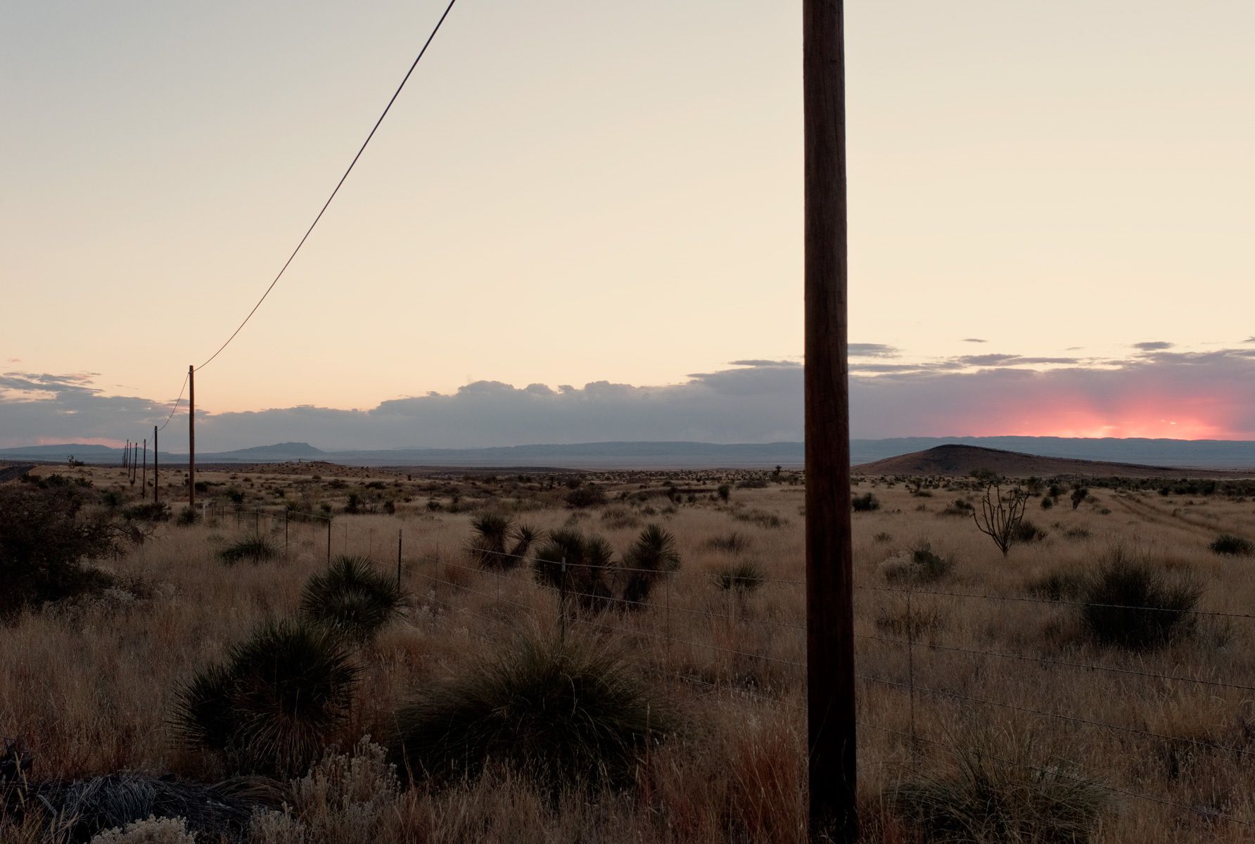 wild horses near Big Bend, Texas