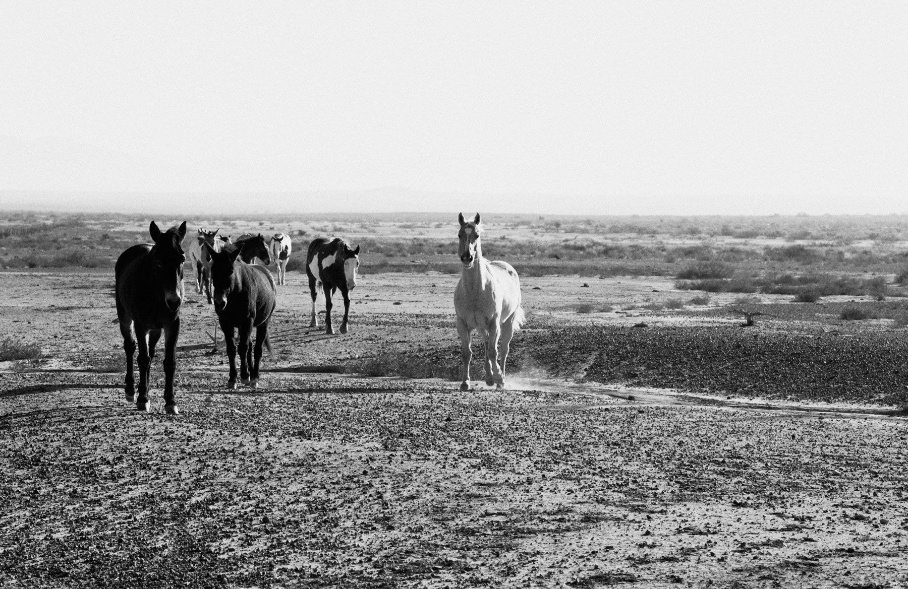 wild horses near Big Bend, Texas