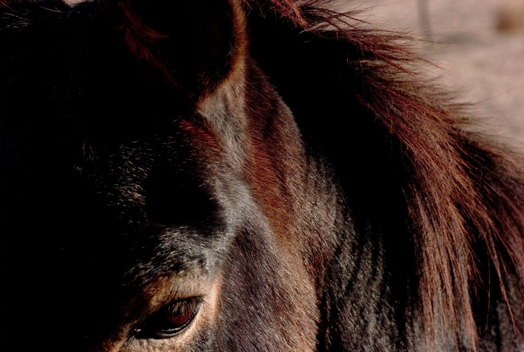 wild horses near Big Bend, Texas