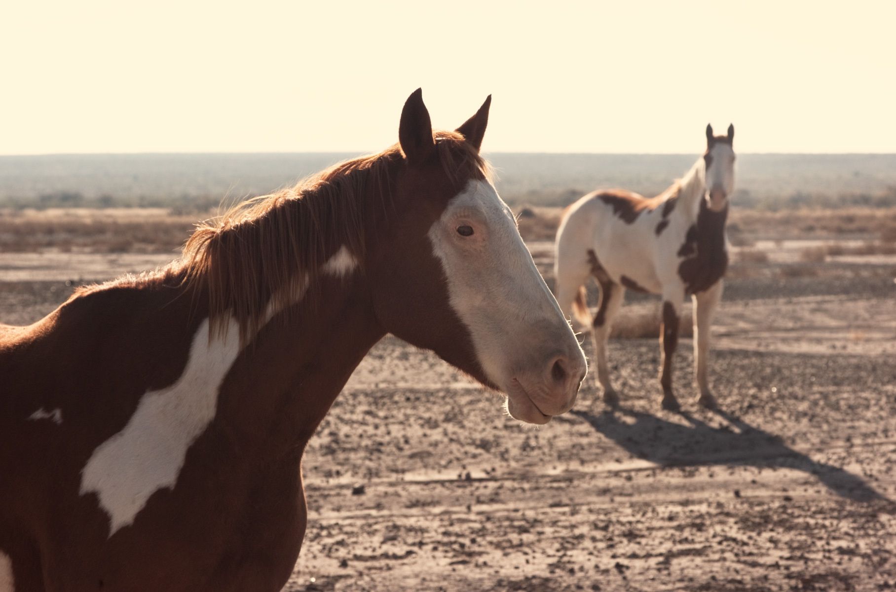 wild horses near Big Bend, Texas