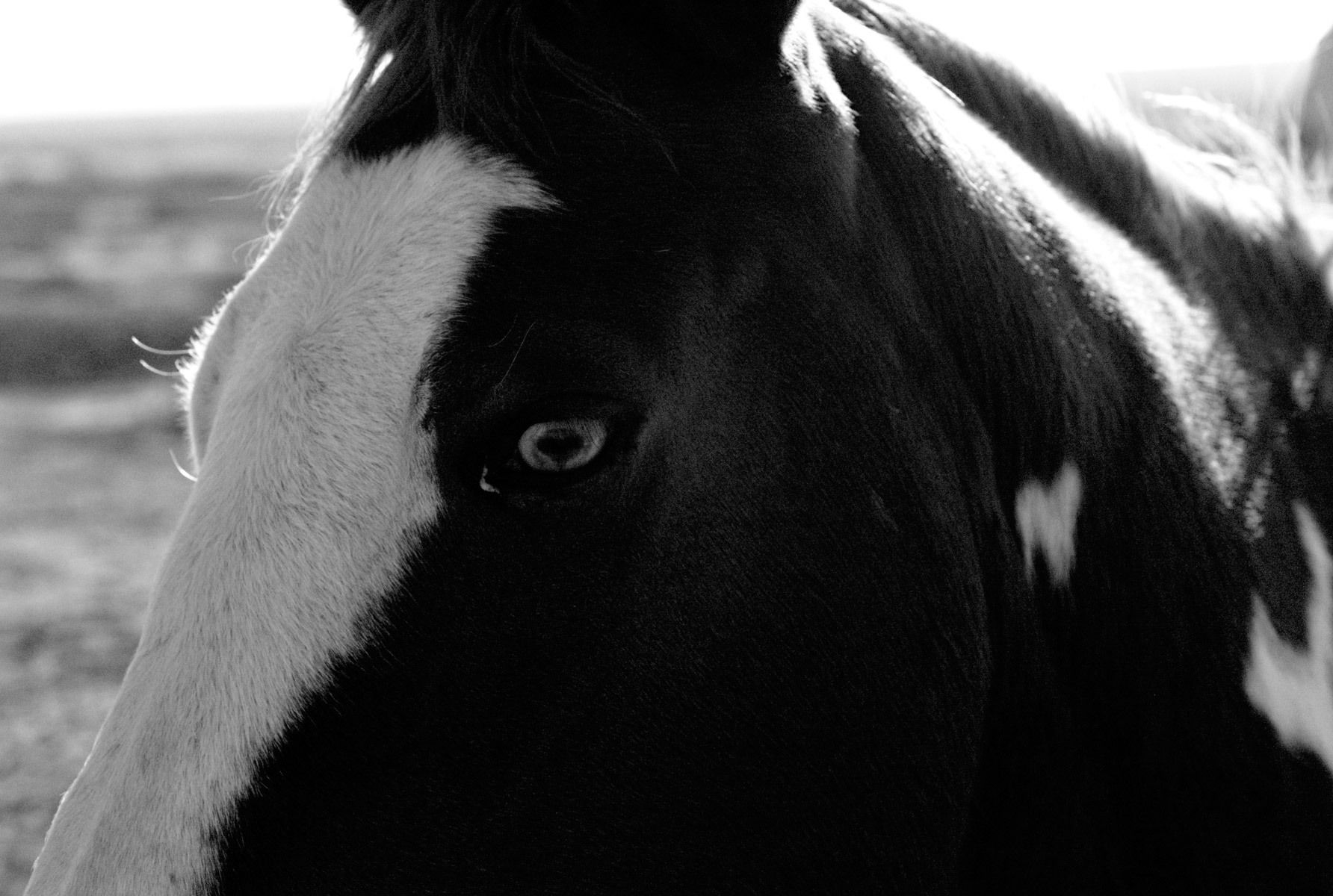 wild horses near Big Bend, Texas
