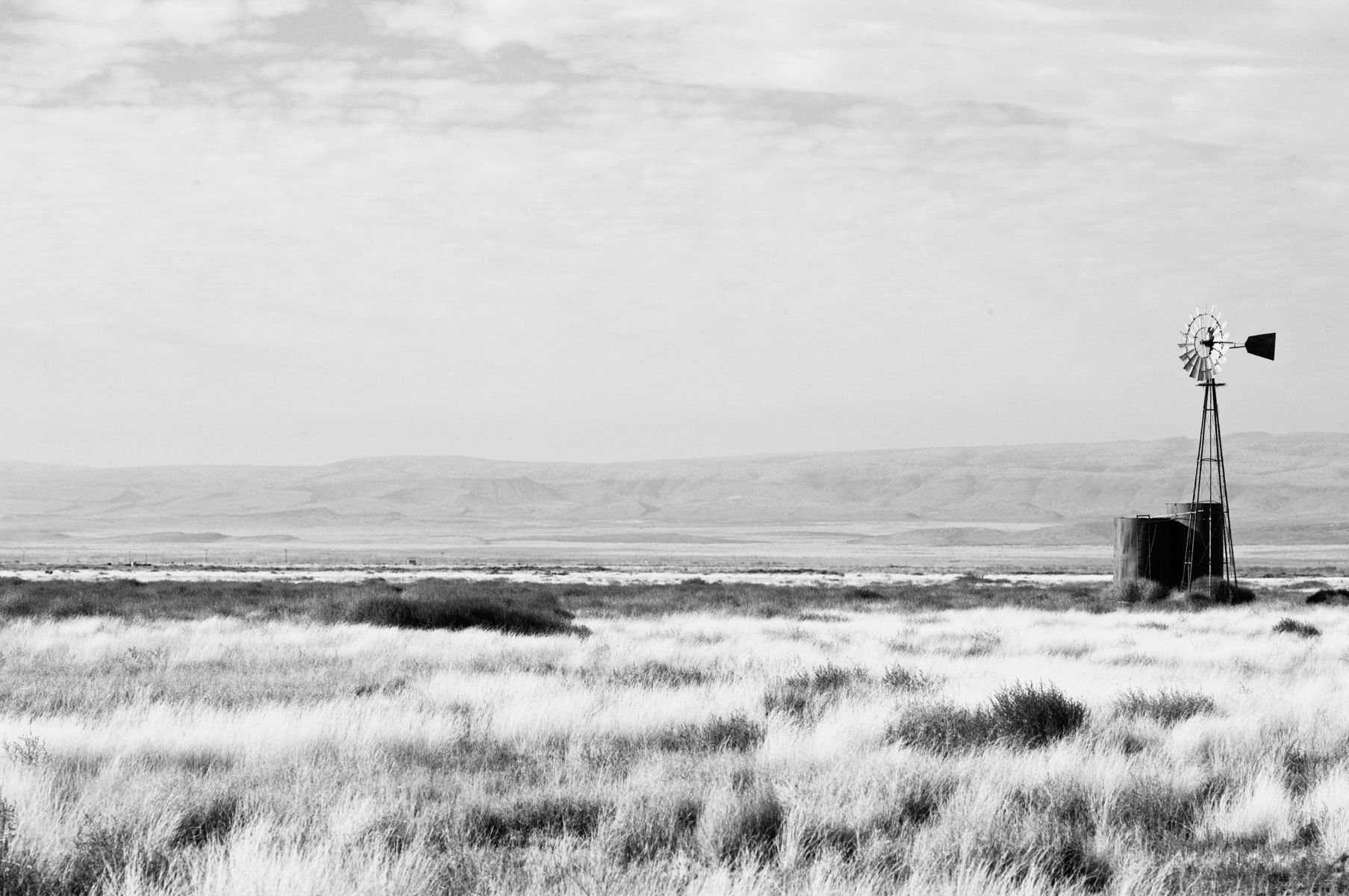 wild horses near Big Bend, Texas