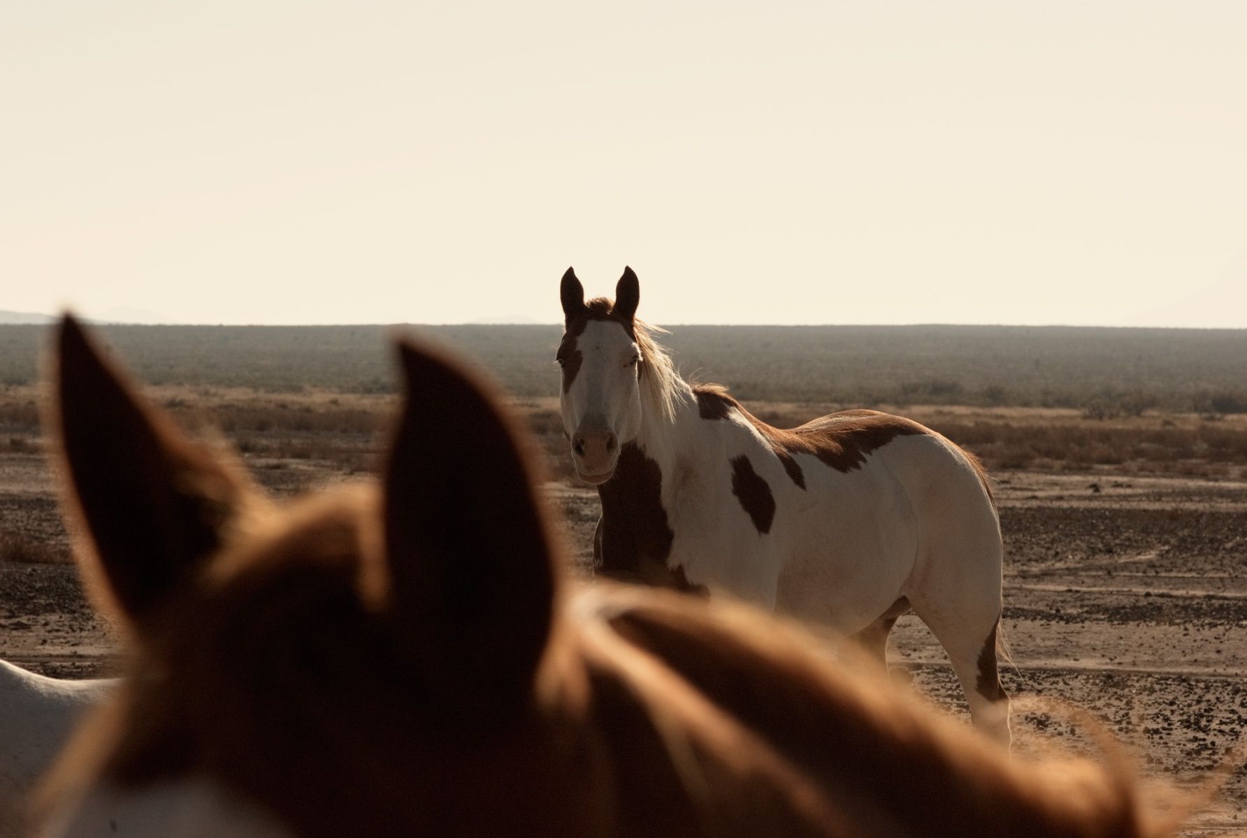 wild horses near Big Bend, Texas