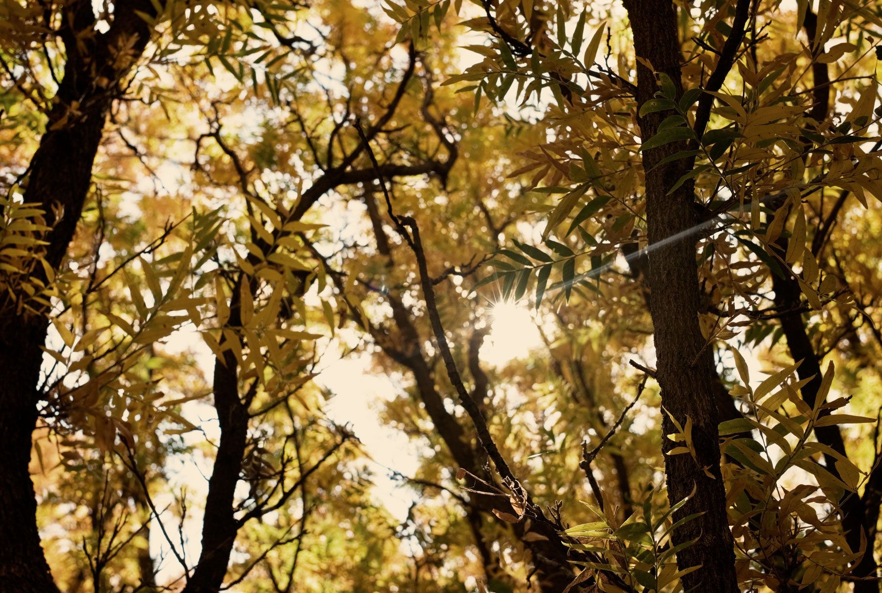 wild horses near Big Bend, Texas