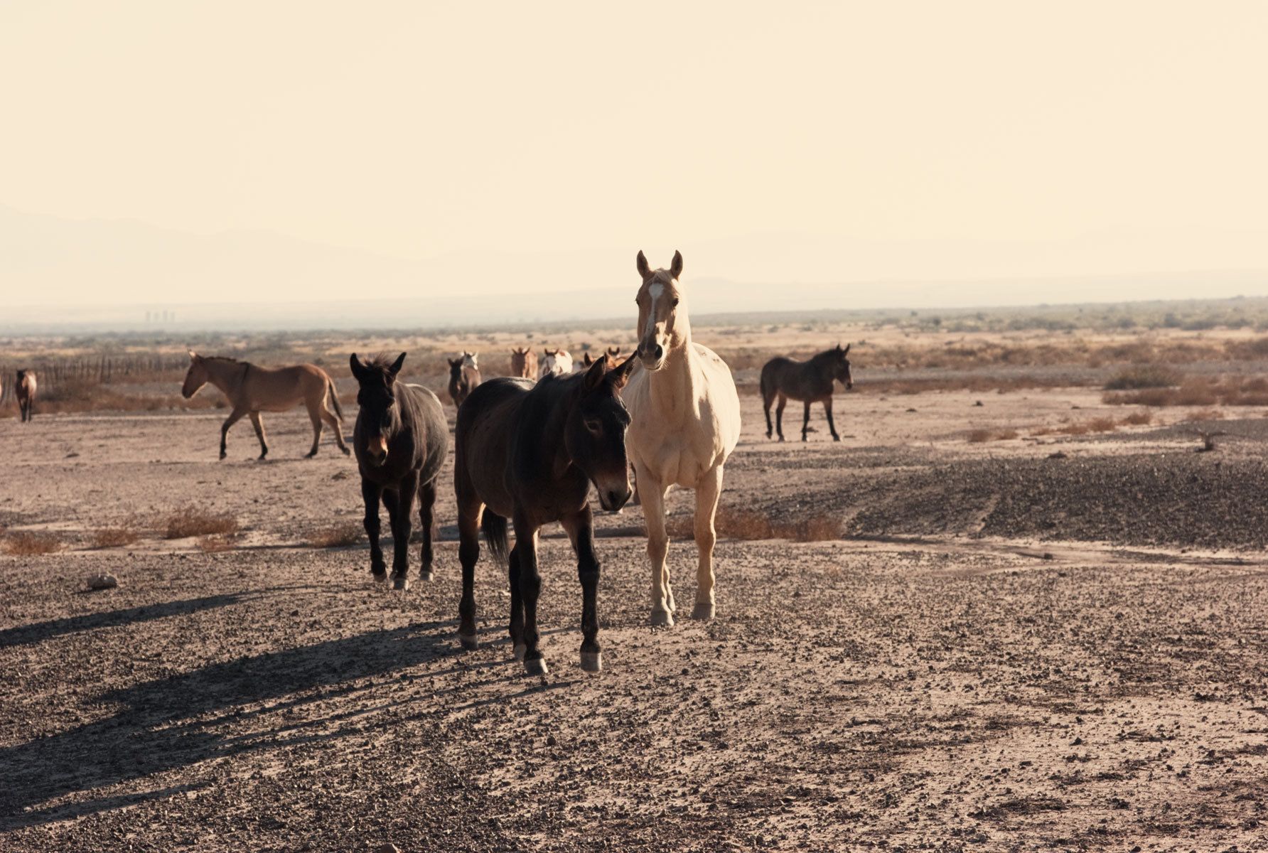 wild horses near Big Bend, Texas