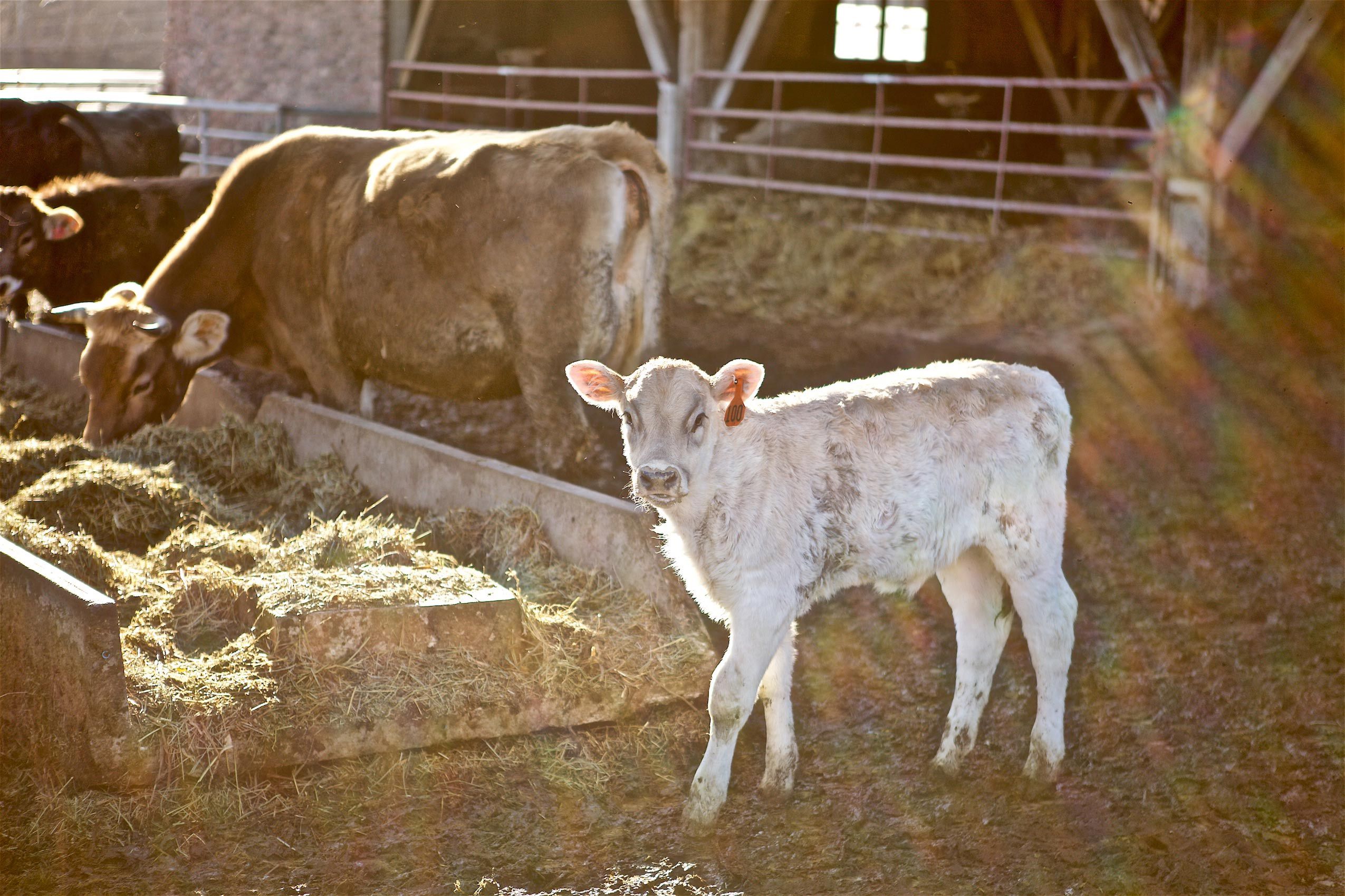 Baby Calf Backlit