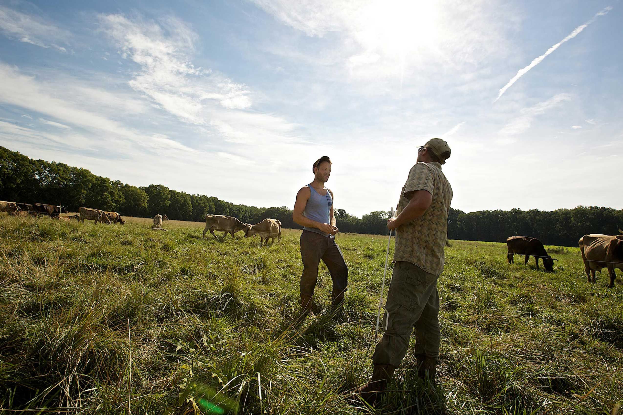 Two Farmers in a Cow Pasture Talking
