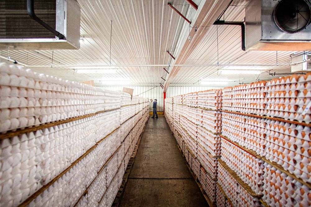 Long, perspective photo of rows and rows of cartons of eggs in a refrigerated room, in an industrial environment ready to be shipped to clieints. For the United Egg Producers for advertising, branding and collateral. Environmental portrait, and we are a industrial photographer, on location photographer & location commercial photographer. Shallow depth of field and selective focus. Rows of Eggs In Cartons