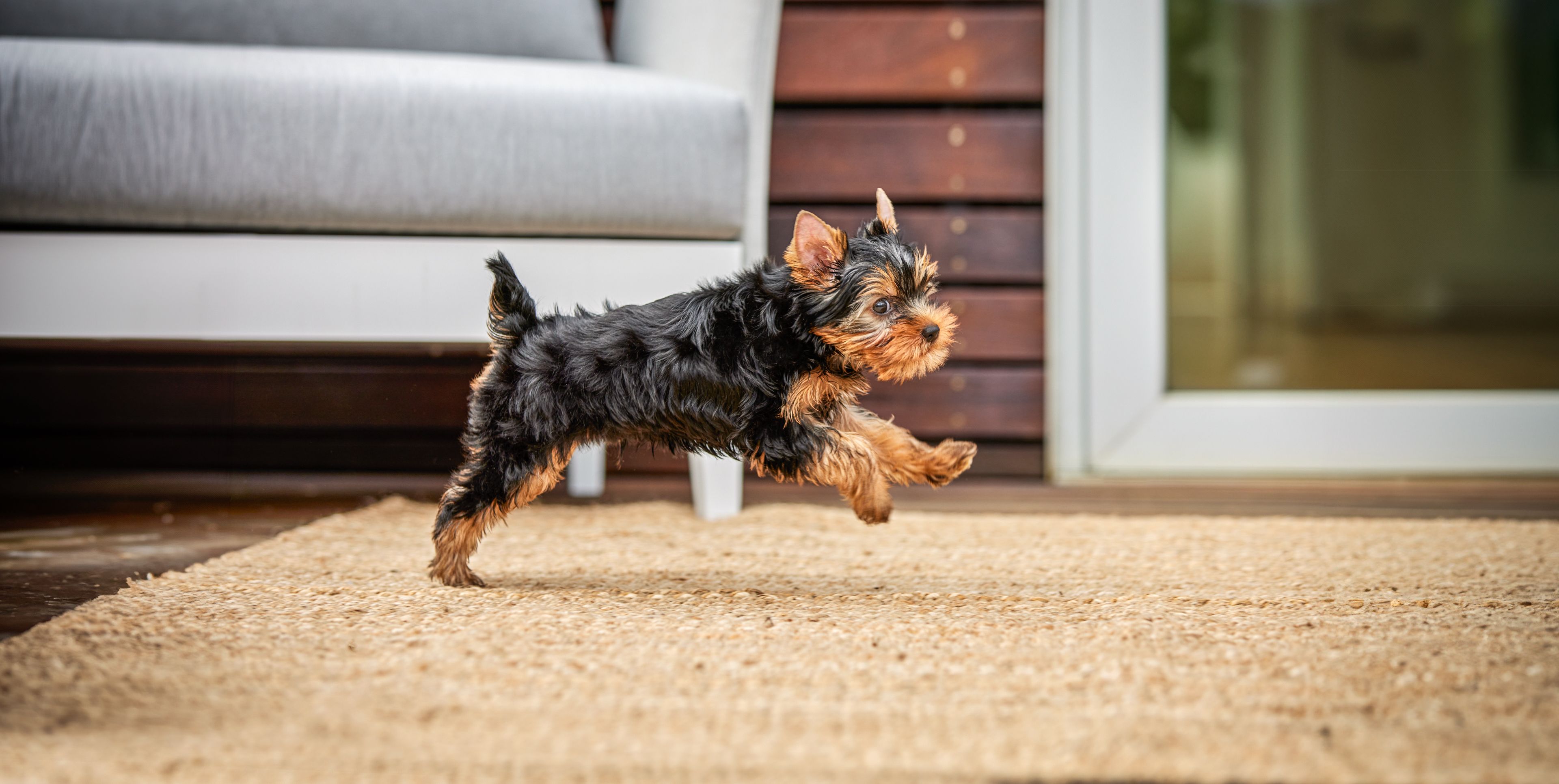 Yorkie Puppy Playing