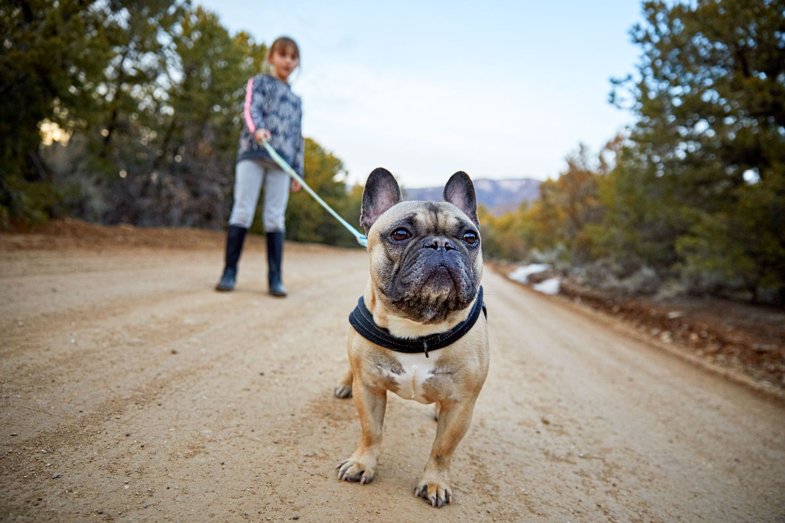 Frenchie on a Walk