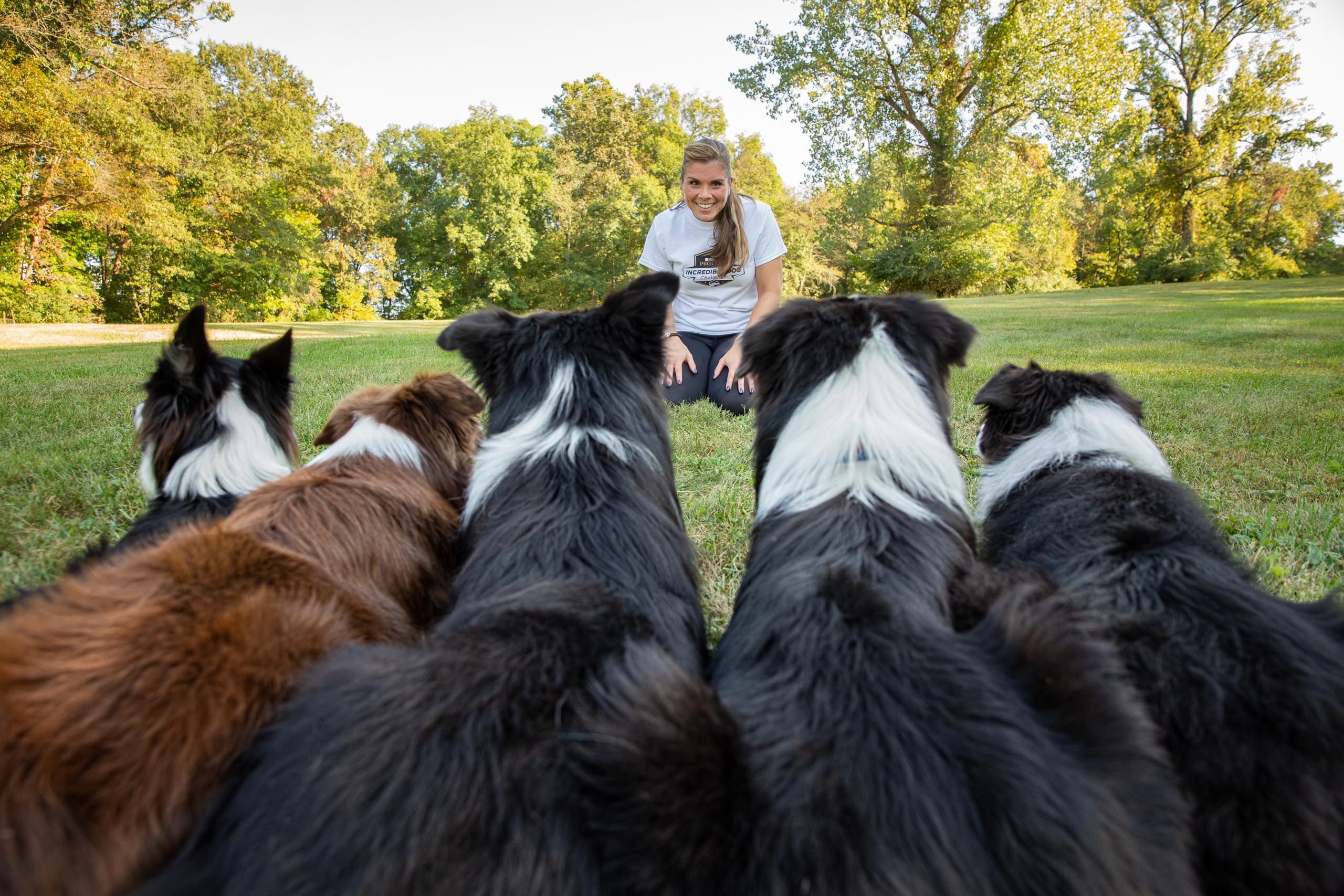 Five Dogs Looking at Owner