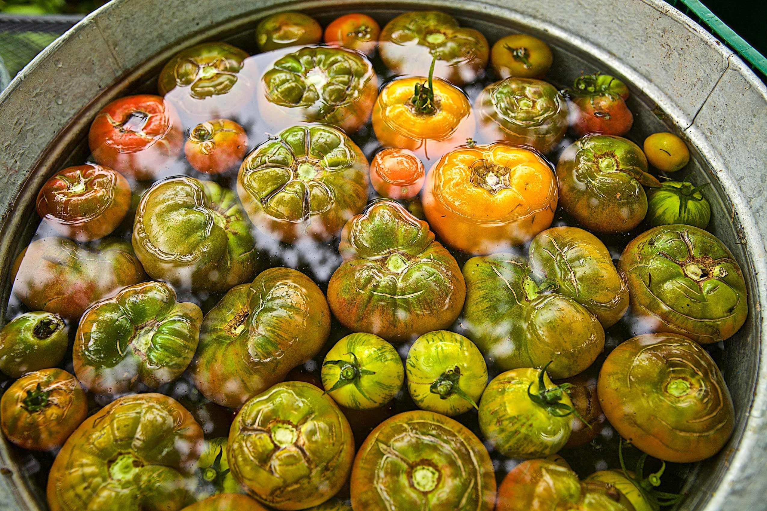 Barrel of Organic Tomatoes