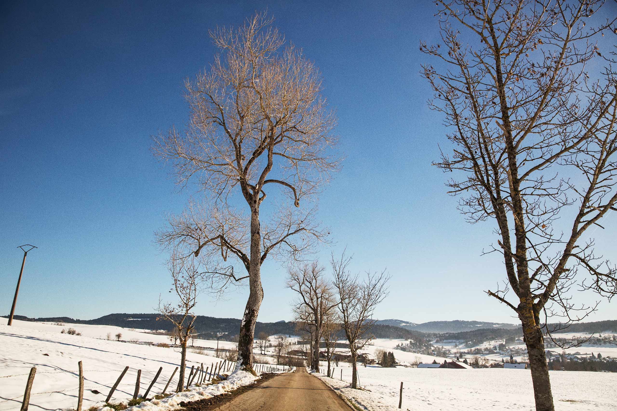 A Leafless Tree Along Side a Road