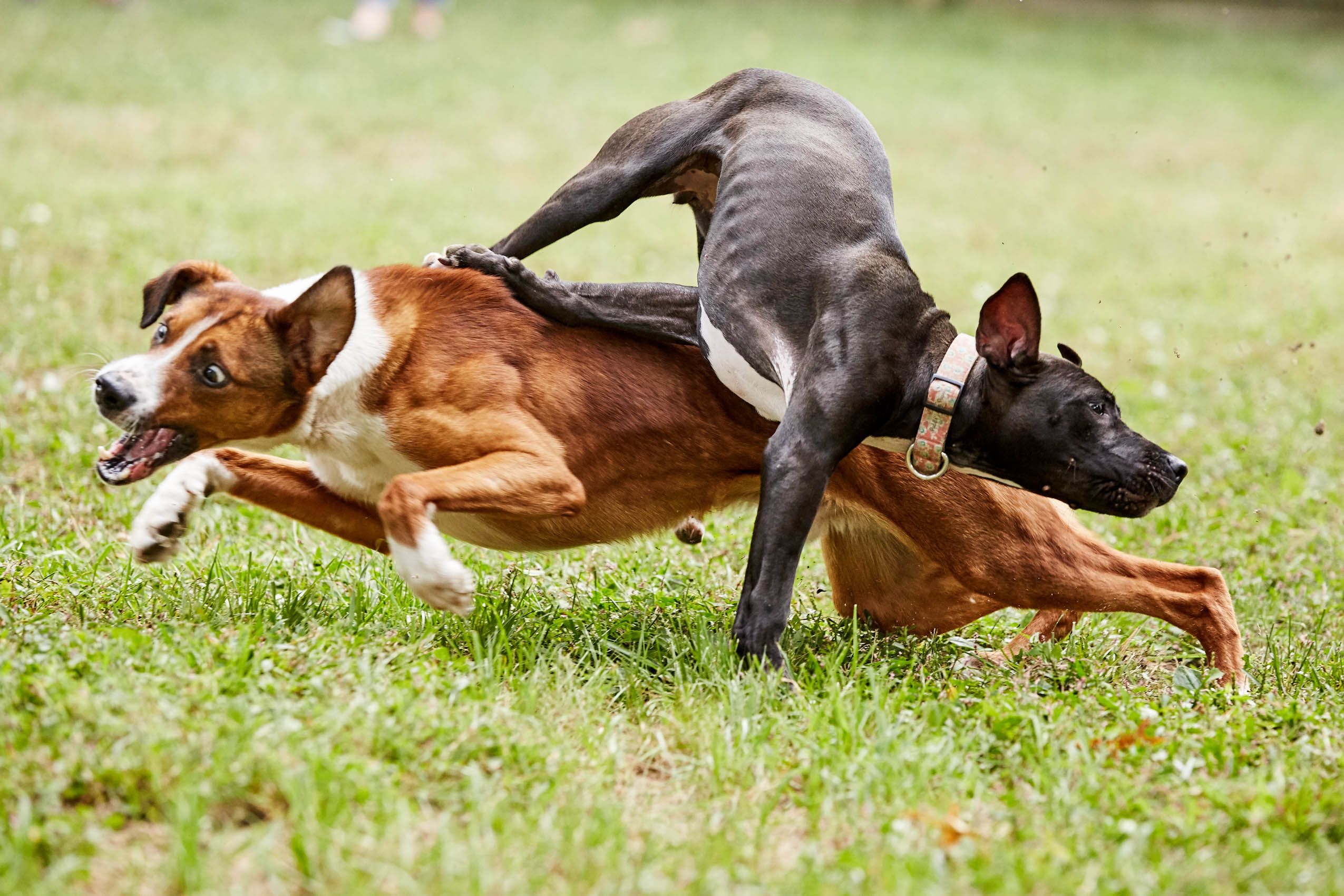 Dogs Wresting