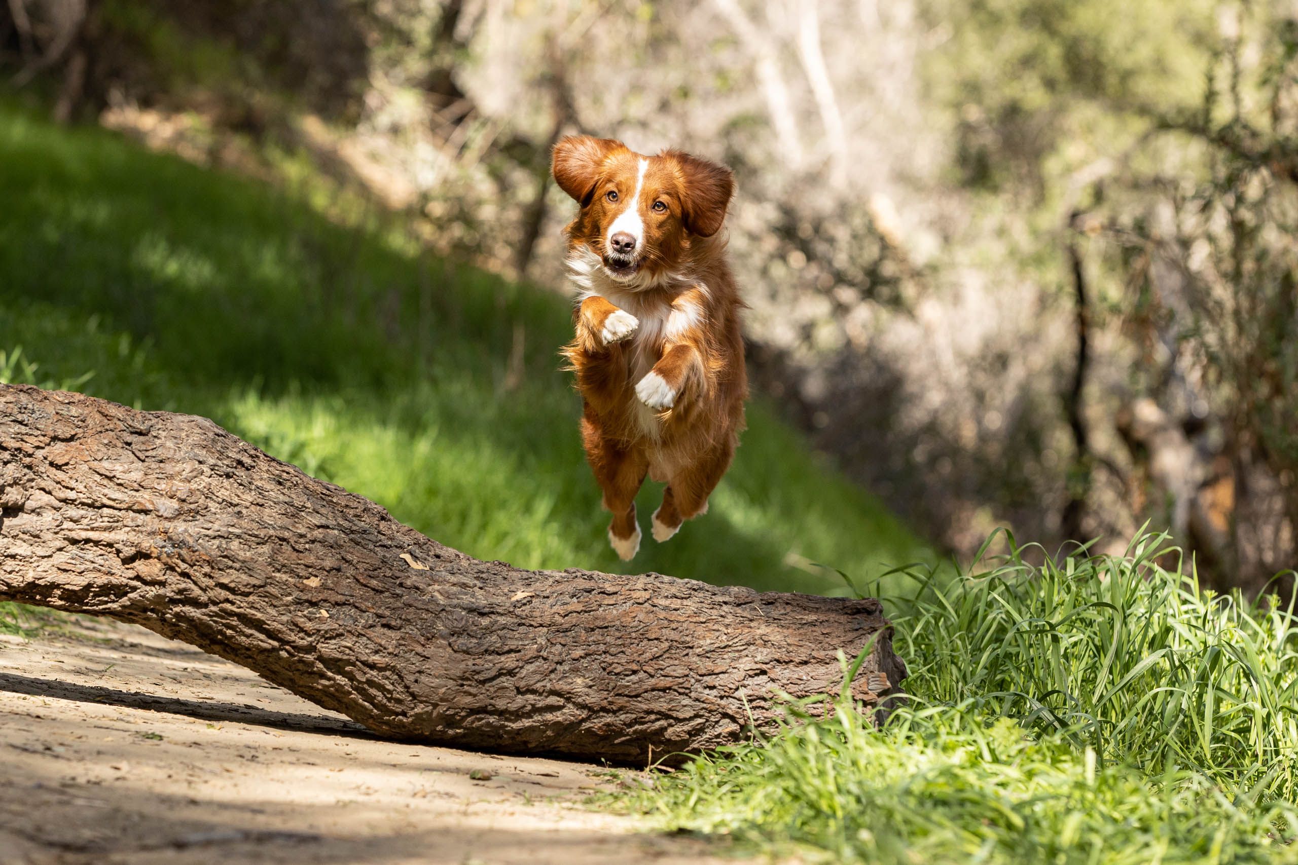 220222_Purina_LB_Shot 02_4091.jpg