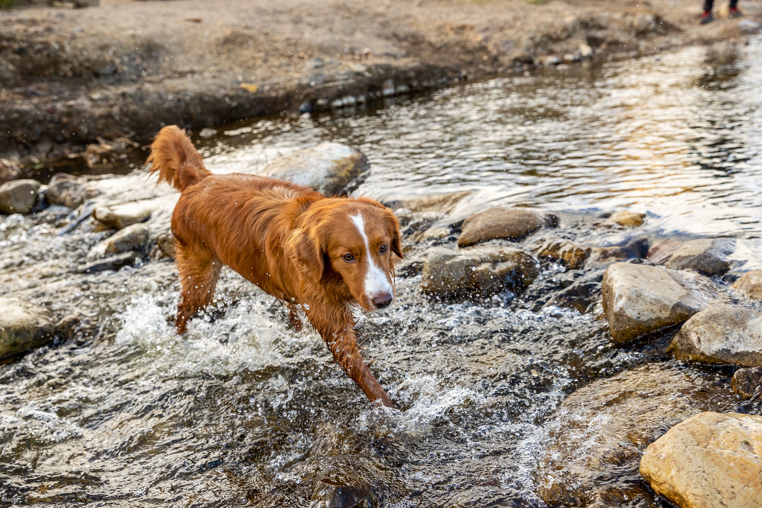 Dog Walks Through Creek