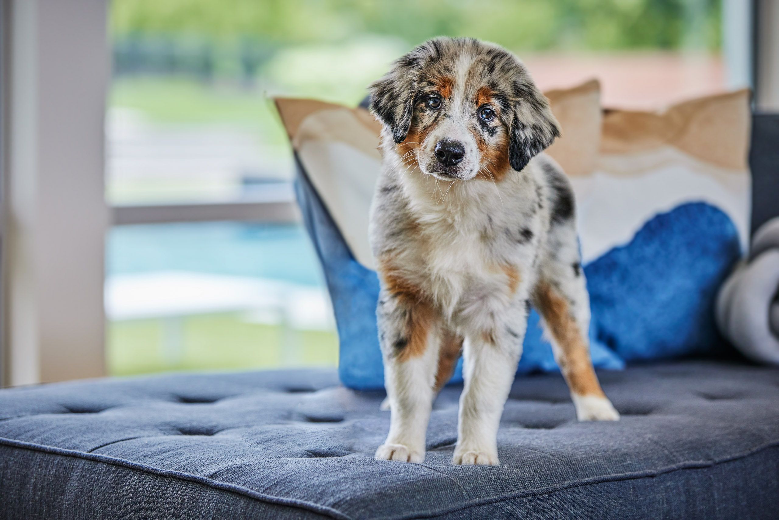 Aussie Puppy on Couch