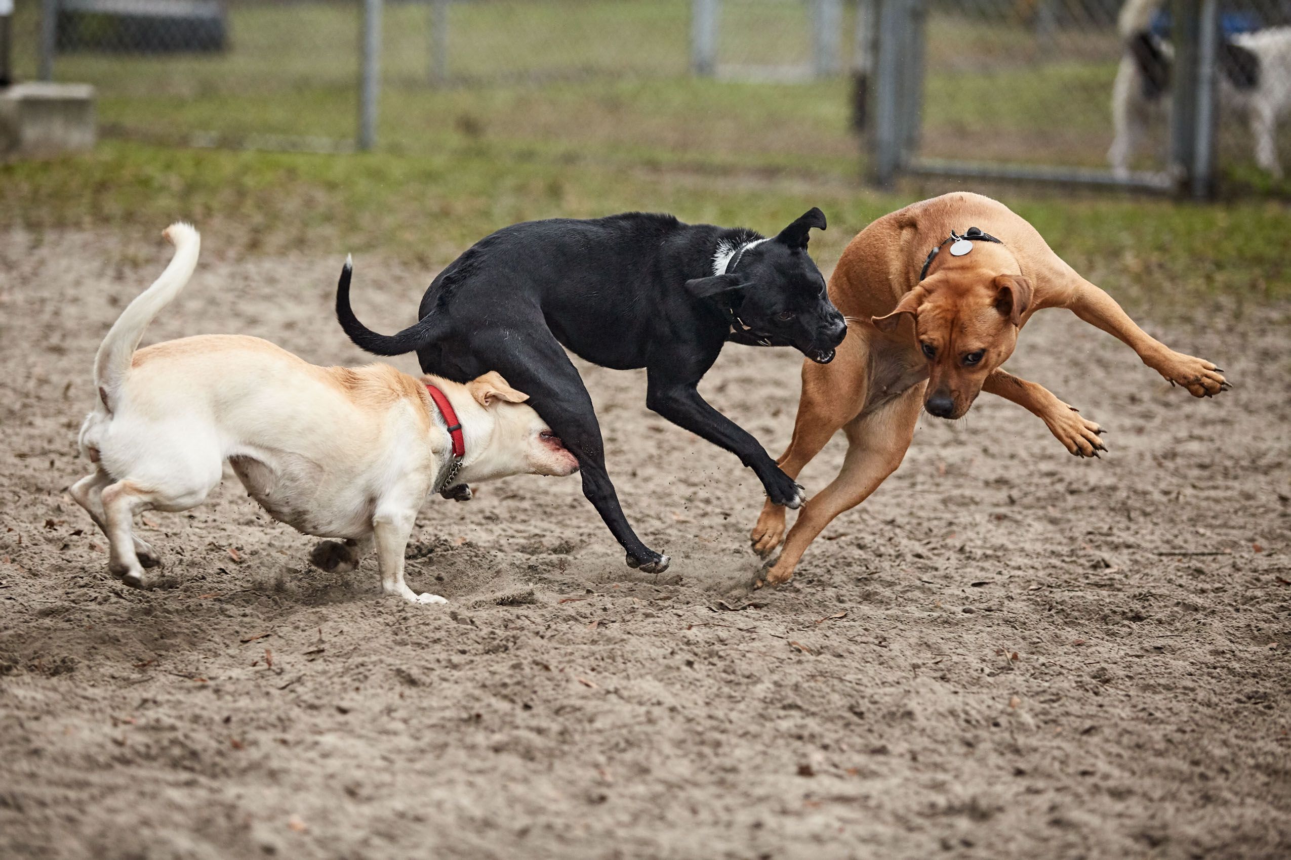 Dogs Play At Dogpark