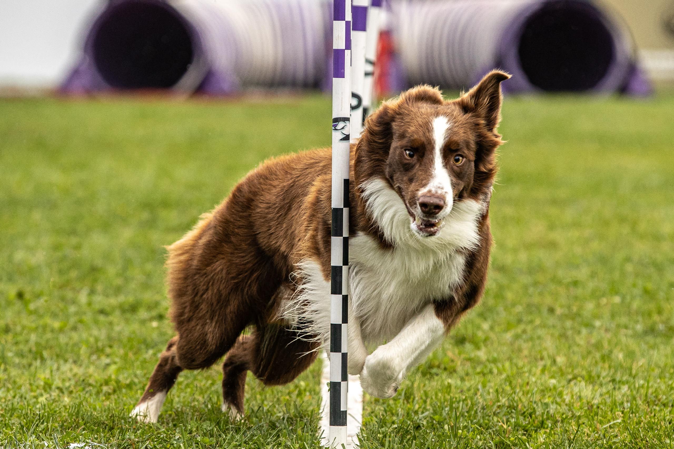 Dog Competes in Obstacle Course