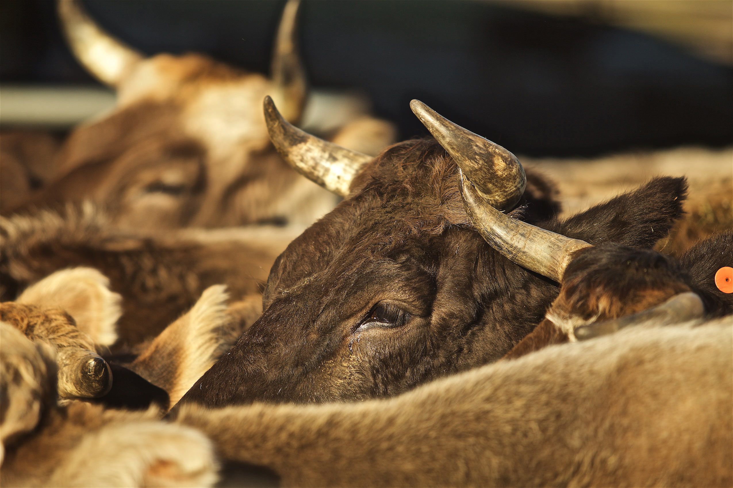 Heard of Brown Swiss Cows Heads