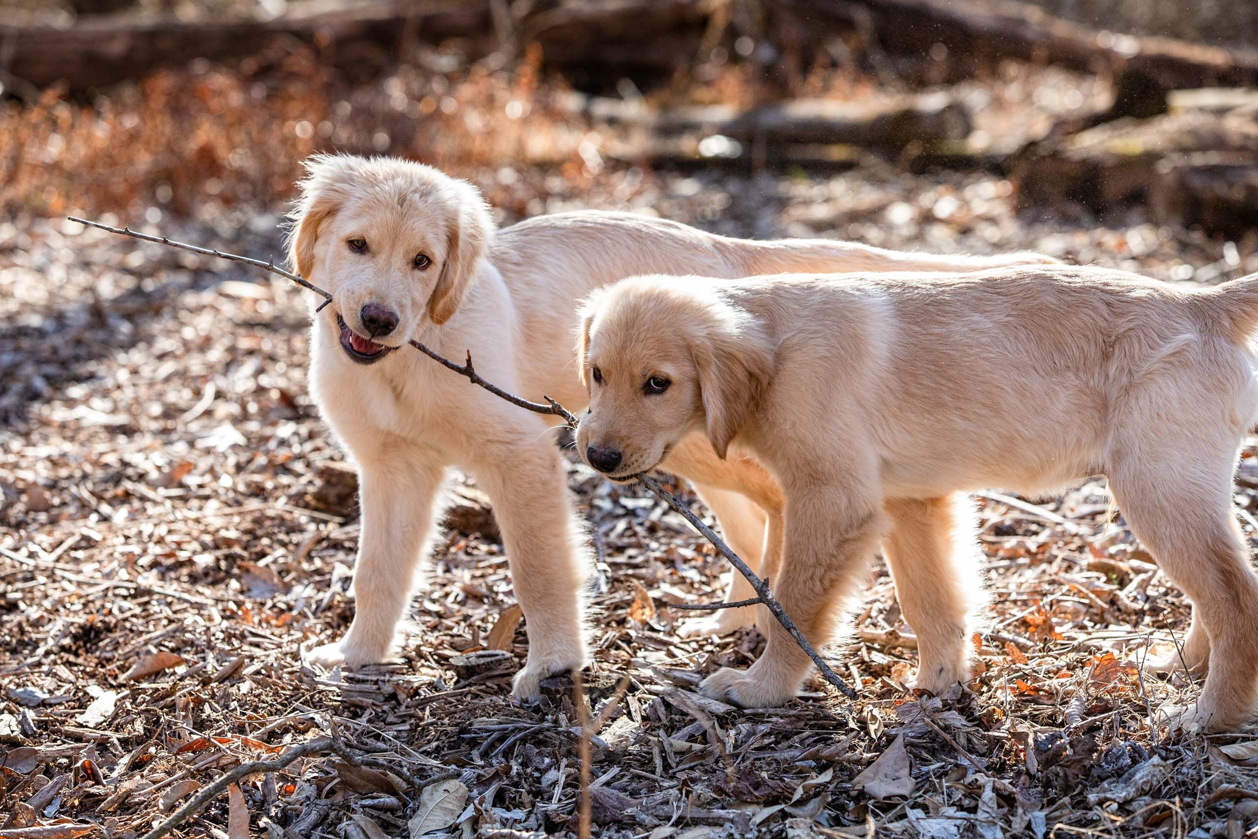 Puppies with a Stick