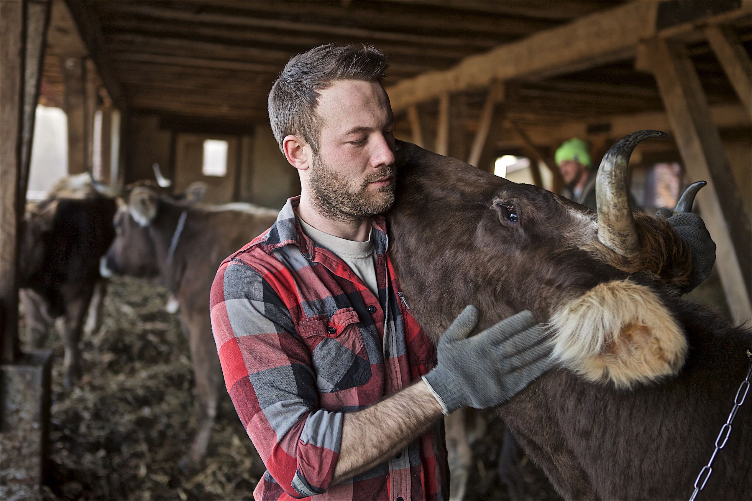 Farmer Hugging Milk Cow