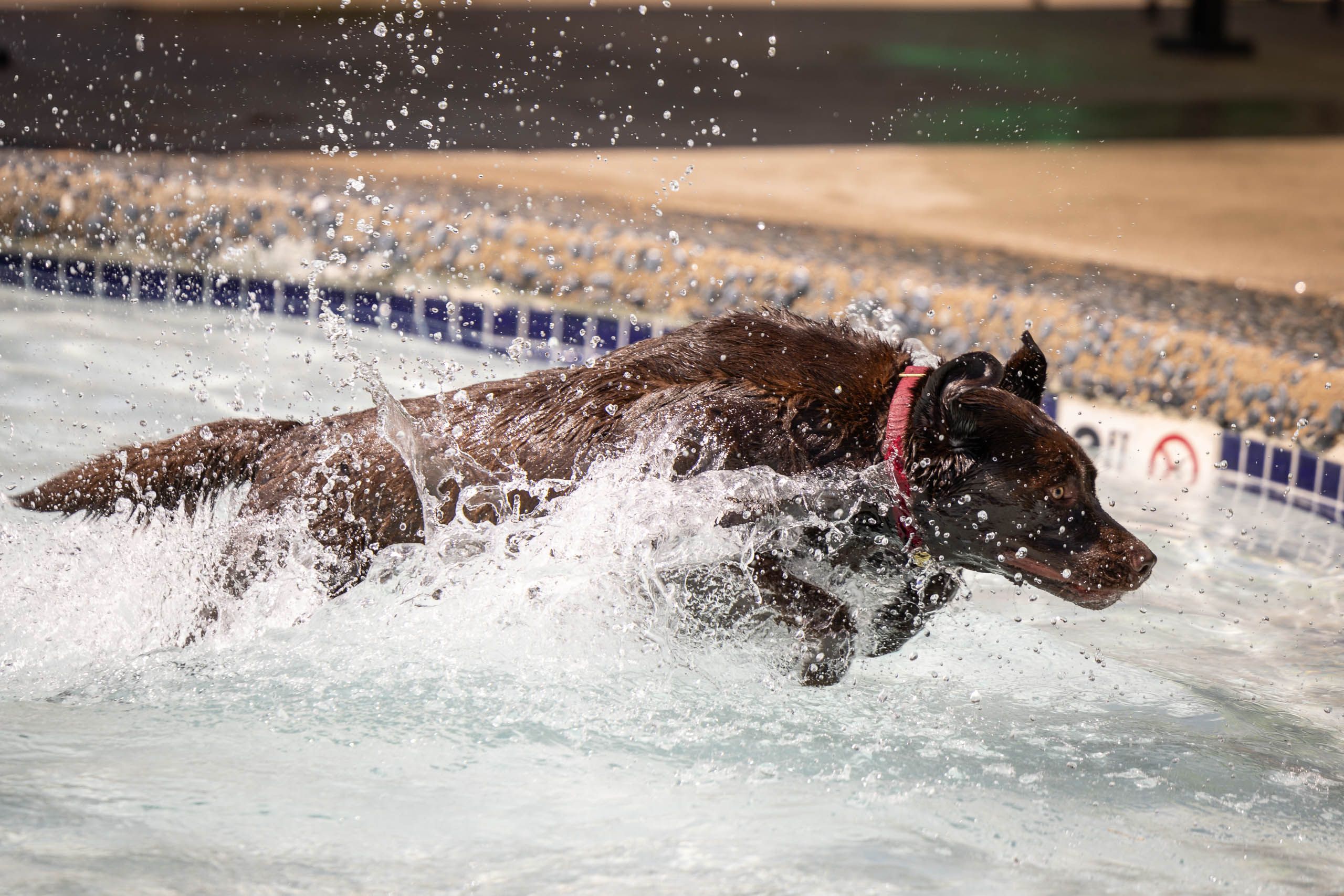 Dog Splashing in the Pool
