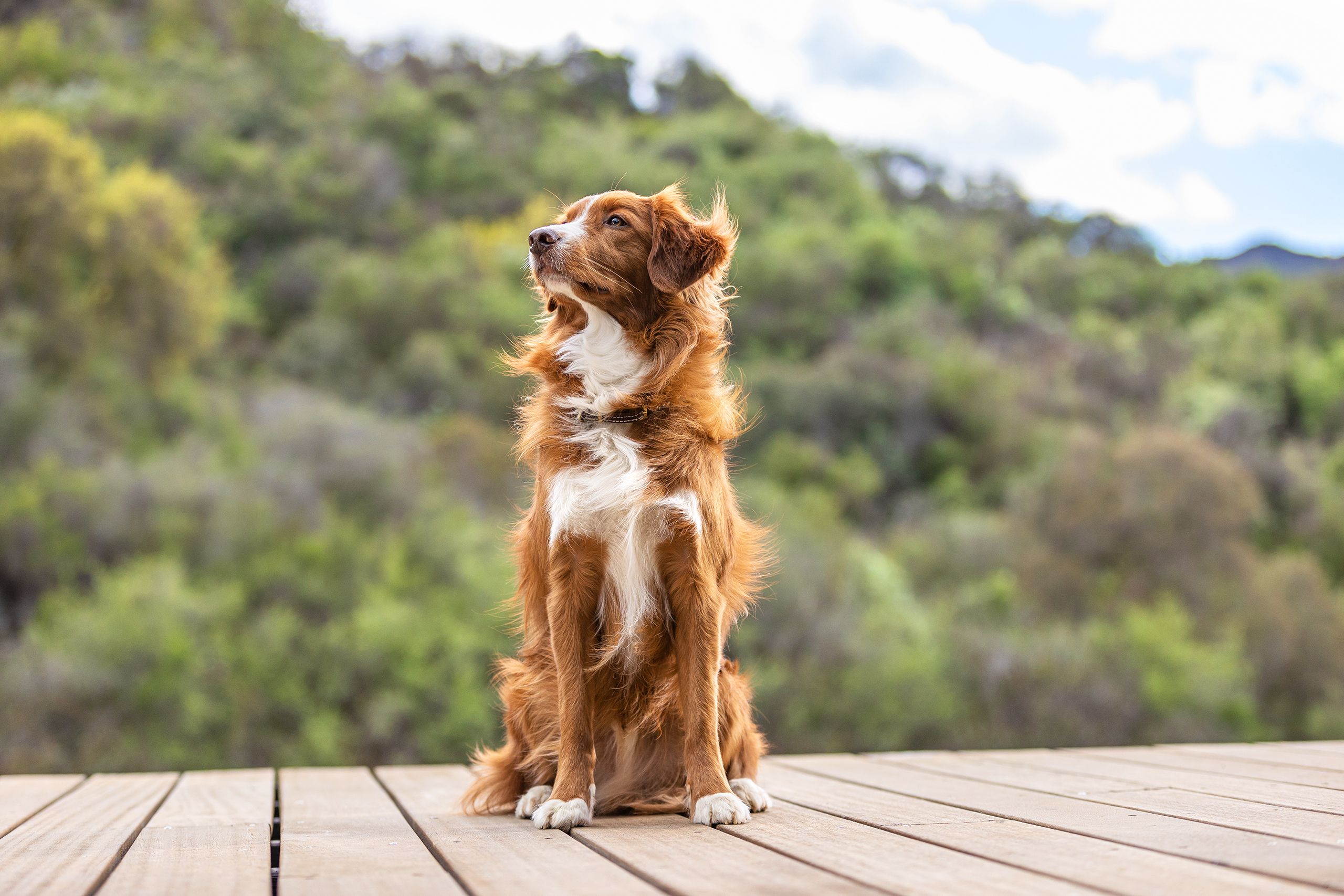 Dog on Dock