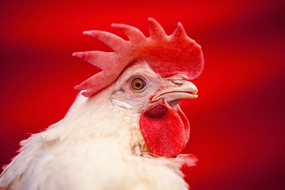Tight portrait of a chicken face against a red backdrop. Photo for the United Egg Producers for advertising, branding and collateral. Environmental portrait, and we are a industrial photographer, on location photographer & location commercial photographer. Shallow depth of field and selective focus. Portrait of an Egg Laying Chicken on Against Red Backdrop