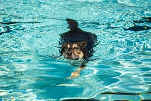 A German Shepard is swimming in a pool doing the doggy paddle. Doggy Paddle